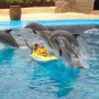 Dolphin show, Spain, Born Free Foundation